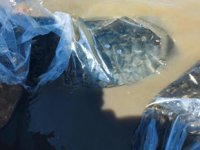 Diyarbakır’daki göletlere 1 milyon 280 adet bin balık bırakıldı