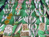 Balık tezgahlarında çeşit var, bolluk yok