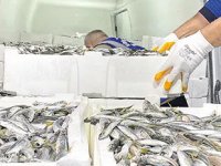 Gürpınar Su Ürünleri Hali’nde 8 ton balığa el konuldu