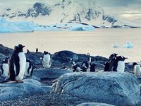 Türkiye, Antarktika'da yeni türler araştıracak