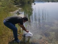 Kandıra'daki göletlere 64 bin adet yavru sazan bırakıldı