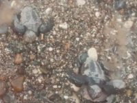 Kemer’de caretta carettalar denizle buluştu