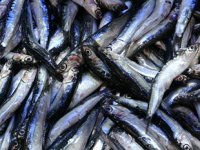 Balıkçı tezgahlarında hamsi bolluğu yaşanıyor