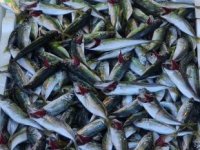 Karadeniz’de istavrit ve çinekop bolluğu yaşanıyor