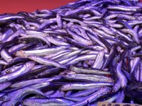 Tezgahlarda hamsinin fiyatı düşmeye devam ediyor