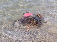 Uydu takip cihazı takılan carettalar denize bırakıldı