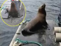 Katil balinalardan kaçmak isteyen deniz aslanı tekneye atladı