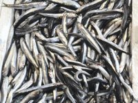 Hamsinin fiyatı düşmüyor, lüferde bolluk var