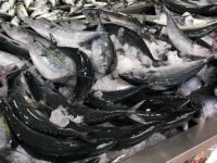 Palamut, Rizeli balıkçıların yüzünü güldürdü