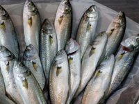 Denizin paşası lüfer tahtını geri aldı