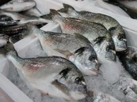 Türkiye’nin su ürünleri ihracatı yüzde 40 arttı