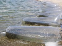 Elazığ’da 21 bin ton balık üretimi gerçekleştirildi