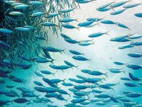 Marmara Denizi’nden sonra Karadeniz de ölüyor