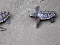 İztuzu sahilinde caretta yuvası ve yavru çıkışında artış yaşandı