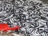 Sinop’ta tezgahlarda hamsi bereketi yaşanıyor