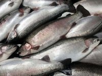 Türk somonunun ihracatı katlanarak artıyor