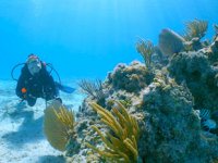 MSC Vakfı, ‘Süper Mercan Programı’nı başlattı