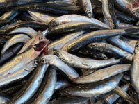 Karadeniz’deki hamsi bolluğu balıkçıların yüzünü güldürüyor