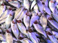 Tezgahlardaki çinekop bolluğu fiyatları düşürdü