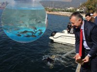 İzmit Körfezi'ne 6 bin levrek, çupra ve kalkan bırakıldı