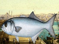 İstanbul'un simgesi lüfer küllerinden doğuyor