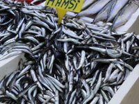 Hamsi, balıkçıların yüzünü güldürmeye devam ediyor