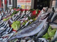 Karadeniz'de torik bereketi yaşanıyor