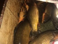 Afyonkarahisar’da kaçak balık avlayanlara 19 bin 639 TL para cezası kesildi