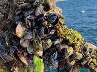 Marmara Denizi'ni midyeler temizleyecek