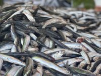 Tezgahlarda palamut azaldı, hamsi bollaştı