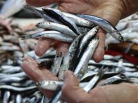 Karadeniz’deki hamsi bolluğu fiyatlara yansımıyor