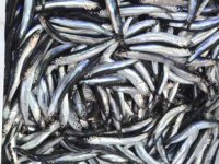 Hamside avlanma azaldı, tezgahlarda fiyatlar yükseldi