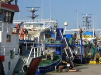 Hamsi peşindeki balıkçı tekneleri, Karadeniz’e akın etti