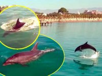 Sezonun bittiği Antalya'da sahiller yunuslara kaldı