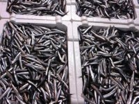 Hamsinin fiyatı, tekneler denize açılamayınca ikiye katladı