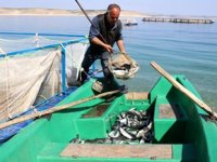 Şanlıurfa’da yılın ilk 10 ayında 19 milyon balık üretildi