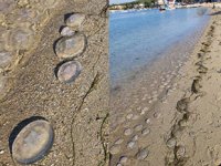 Çanakkale sahillerini ölü denizanaları kapladı