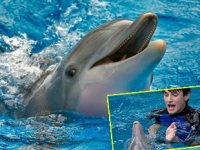 Film yıldızı yunus, kalp yetmezliği nedeniyle öldü