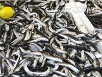 Tezgahlardaki hamsinin fiyatı vatandaşları sevindiriyor