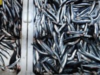 Tezgahlarda hamsi ve çinekop bolluğu yaşanıyor