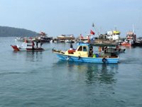 Didim'de deniz patlıcanı hasadı başladı