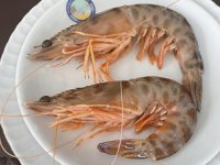 Çanakkale'nin jumbo karidesi Karabiga markasıyla pazarlanacak