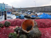 Balıkçılar, palamut olmayınca deniz salyangozuna yöneldiler