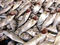 Balık tezgahlarında çupra ve çinekop bolluğu yaşanıyor