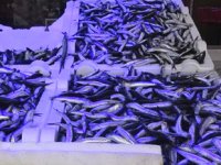 Balıkçılar, son 10 yılın en verimli hamsi sezonunu yaşıyor