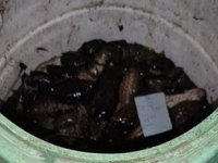 ‘Denize Nefes Operasyonu’nda 55 kilo deniz patlıcanı ele geçirildi