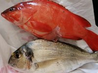 Tropikal suların kırmızı lagos balığı Antalya'da yakalandı