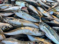 Hamsinin tahtını istavrit aldı