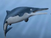 Yunusları ve balinaları tek lokmada yutan bir deniz canlısı türü keşfedildi
