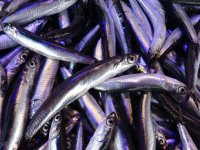 Karadeniz'de bu yıl hamsi erken tükendi